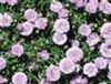 Aster 'Blue Henry I'