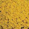 Chrysanthemum Olga Yellow