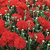 Chrysanthemum Hestia Hot Red