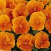 Pansy (Viola x Wittrockiana) Whiskers 'Orange'