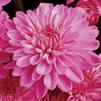 Chrysanthemum Victoria Pink