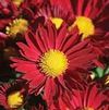 Chrysanthemum Edana Red
