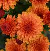 Chrysanthemum Hailey Orange