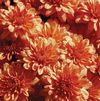 Chrysanthemum Delightful Victoria Orange
