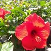 Hibiscus Tropical Tortuga Wind