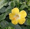 Hibiscus Tropical Bonaire Wind