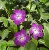 Vinca Minor Merlot