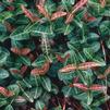 Euonymus Coloratus Purpleleaf Wintercreeper