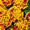 Marigold Bonanza Bee