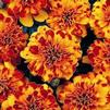 Marigold Bonanza Bolero