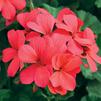 Geranium Caliente Coral
