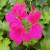 Geranium Caliente Rose