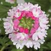 Verbena Lanai Pink Twister