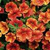 Calibrachoa Callie Orange Sunrise
