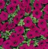Petunia Wave Purple Imp