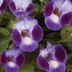 Torenia Moon Purple