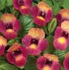 Torenia Moon Magenta