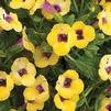 Torenia Moon Yellow