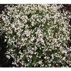 Euphorbia Breathless Blush