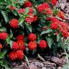 Lantana Frans Red