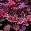 Coleus Burgundy Sun