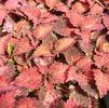 Coleus Rose