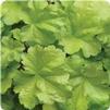 Heuchera Harvest Lemon Chiffon
