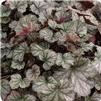 Heuchera Harvest Burgundy