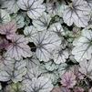 Heuchera Venus