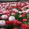 Bellis Habanera Mix
