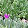 Delosperma Bi-Color