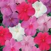 Impatiens Walleriana Dazzler Moody Blues Mix