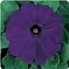 Petunia Madness Midnight