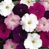 Petunia Madness Waterfall Mix