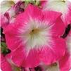 Petunia Madness Rose Morn