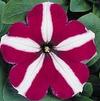 Petunia Madness Burgundy Star