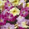 Petunia Madness Moonlight Mix