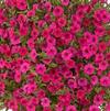 Petunia Calitunia Purple
