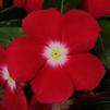 Vinca Pacifica Cherry Red Halo