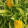 Lantana Samantha