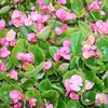 Begonia Varsity Green Leaf 'Rose (Pink)'