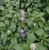 Salvia splendens Victoria 'Blue'