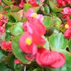 Begonia Varsity Green Leaf 'Red'