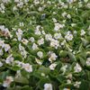 Begonia Varsity Green Leaf 'White'