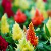 Celosia Geisha 'Mix'
