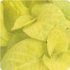 Coleus x Hybridus Wizard 'Pineapple'