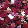 Impatiens Walleriana Jambalaya 'Mix'