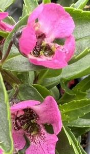 Angelonia angustifolia Serena 'Rose'
