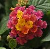 Lantana