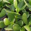 Succulent Crassula ovata arborescens 'Jade'